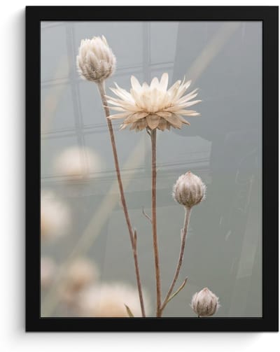 Poster in lijst - Fotolijst 30x40 cm - Posters - Strobloemen - Wit - Daglicht - Posterlijst zwart - Decoratie - Wanddecoratie woonkamer - Muurdecoratie slaapkamer
