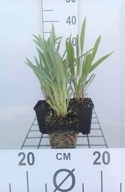 6x Zonnehoed - Echinacea pallida | pot 9 x 9 cm