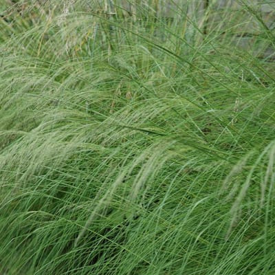 6x Eragrostis curvulatus Pot 9x9 cm - Prachtig siergras voor in de tuin