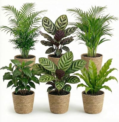 Kamerplanten set - Groene planten - Luchtzuivering thuis - Huisdiervriendelijk - 6 stuks - Groen