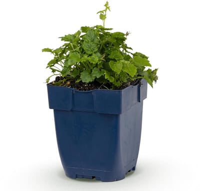 Green boutiQ - Vasteplant - Campanula posch. Lisduggan Variety - Perzikbladklokje - Bodembedekkend - Wit - 1 Plant - Pot 11cm - Hoogte 15-25cm