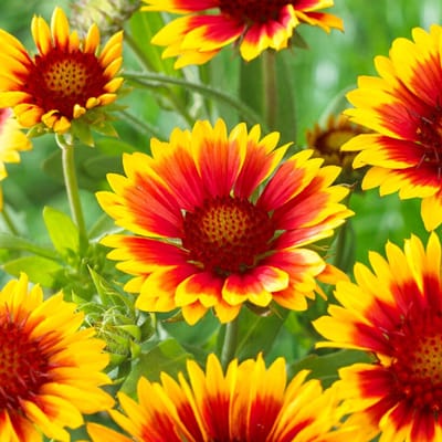 Kokardebloem (Gaillardia Kobold) - Kobold - Gaillardia - Snijbloemen - Vaste planten - bloeit in Augustus / September