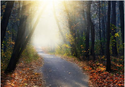 Fotobehangkoning - Behang - Vliesbehang - Fotobehang Weg door het Bos - 400 x 280 cm