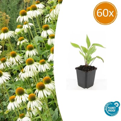 Tuinplantenshop.com | Echinacea p. 'White Swan' | 60 stuks - Ø9cm - 10-25cm hoog - Tuinplant