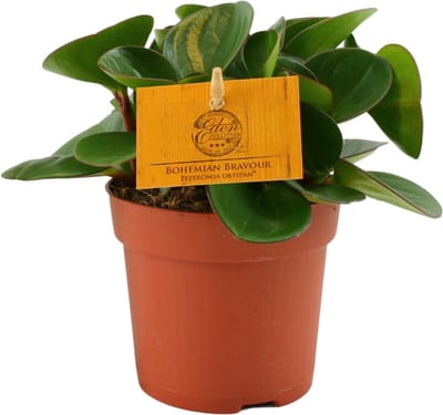 Plantenboetiek.nl | Peperomia Obtipan - Ø10,5cm - 15cm hoog - Kamerplant - Groenblijvend - Cactus & Vetplanten