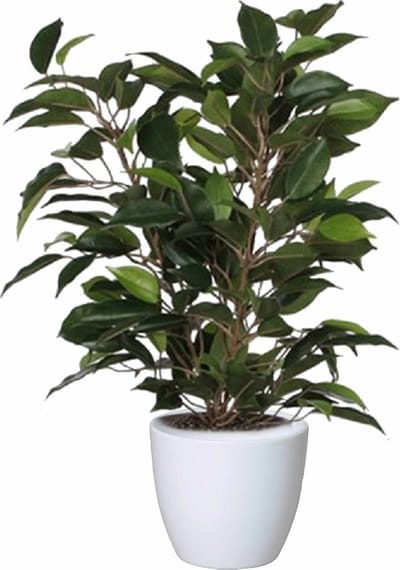Mica Decorations Ficus kunstplant - groen - 40 cm - met plantenpot - wit - keramiek - D13.5 en H12.5 cm