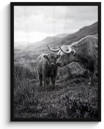 Poster in lijst - Fotolijst 60x80 cm - Posters - Schotse hooglander - Kalf - Zwart - Wit - Posterlijst zwart - Decoratie - Wanddecoratie woonkamer - Muurdecoratie slaapkamer