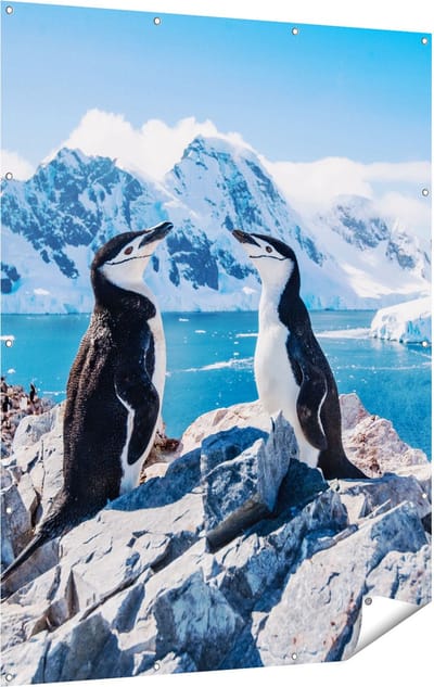 Gards Tuinposter Twee Pingu�ns op Stenen in Antarctica - 120x160 cm - Tuindoek - Tuindecoratie - Wanddecoratie buiten - Tuinschilderij