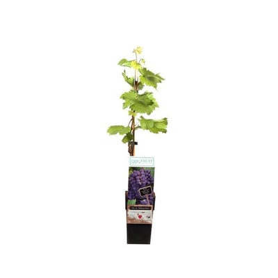 Vitis Boskoop Glory