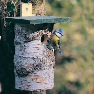 CJ Wildlife Berkenblok Nestkast - 32mm - Nestkastje voor o.a. Koolmees, Boomklevers & Mussen - Vogelhuisje - Gemaakt van FSC-gecertificeerd Hout