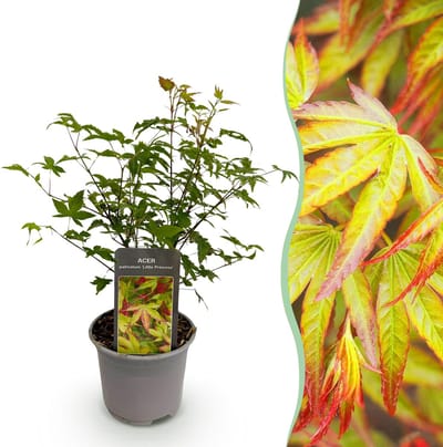 Plantenboetiek.nl | Acer palmatum Little Princess - Groen - Bladverliezend - Weinig Onderhoud - Ø12cm - 25-35cm hoog - Tuinplant