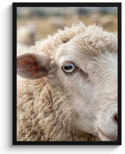 Poster in lijst - Fotolijst 60x80 cm - Posters - Schaap - Oog - Wit - Posterlijst zwart - Decoratie - Wanddecoratie woonkamer - Muurdecoratie slaapkamer