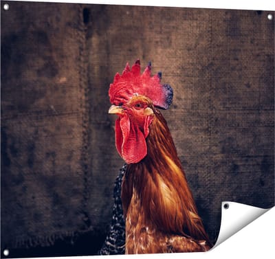 Gards Tuinposter Haan van Dichtbij - 100x80 cm - Tuindoek - Tuindecoratie - Wanddecoratie buiten - Tuinschilderij