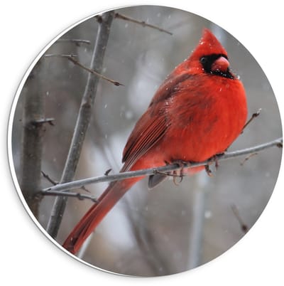 Forex Wandcirkel - Rood Vogeltje - 20x20cm Foto op Wandcirkel (met ophangsysteem)