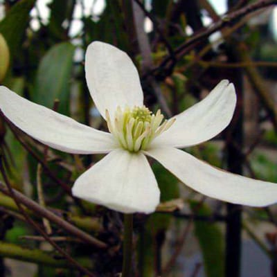 Clematis Armandii - Bosrank - 50-60 cm in pot: Groenblijvende klimplant met witte, geurende bloemen in het vroege voorjaar.