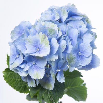 10x Hydr.lolly pop blauw 60cm