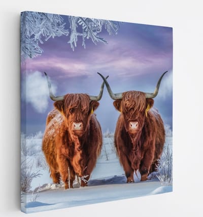 Saammp Canvas Schilderij Schotse Hooglander Koe in de mist - Dieren - Natuur - 20x20 - Foto op canvas - Wanddecoratie - muurdecoratie Woonkamer - Slaapkamer decoratie - Canvas Print