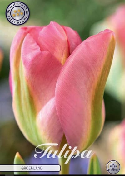 Groenland Viridiflora Tulpenbollen 10 stuks bolmaat 12+
