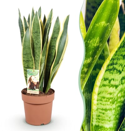 Green BoutiQ - Kamerplanten - Sansevieria Laurentii - Vrouwentong - Weinig onderhoud - Groen - 1 Plant - Pot 21cm - Hoogte 70-80cm
