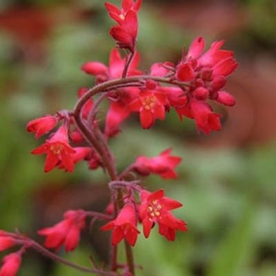 6 x Heuchera Brizoides 'Pluie De Feu' - Purperklokje pot 9x9cm, kleurrijk en winterhard