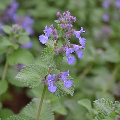 6 x Nepeta Faassenii - Kattekruid pot 9x9cm