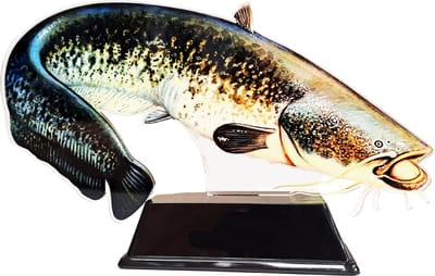 Vistrofee Real Fish Meerval 17 cm Prijs Trofee Meervalwedstrijd Viswedstrijd Vis Visprijs Visprijzen