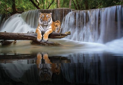 Fotobehang - Tijger - Natuur - Waterval - Vliesbehang - (254 x 184 cm)