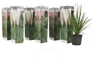 Bloomique - Mix van 6 - 3x Roze - 3x Wit - Pampasgras - Siergrassen - Winterhard - Hoogte 20-30 cm - Pot 9 cm