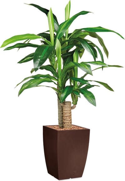 HTT - Kunstplant Dracaena Fragans in Genesis vierkant bruin H120 cm