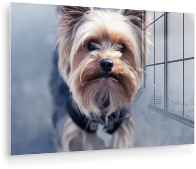 ® Glasschilderij 180x120 cm - Schilderij acrylglas - Close-up van een Yorkshire Terrier - Foto op glas - Muurdecoratie woonkamer - Wanddecoratie slaapkamer - Schilderijen