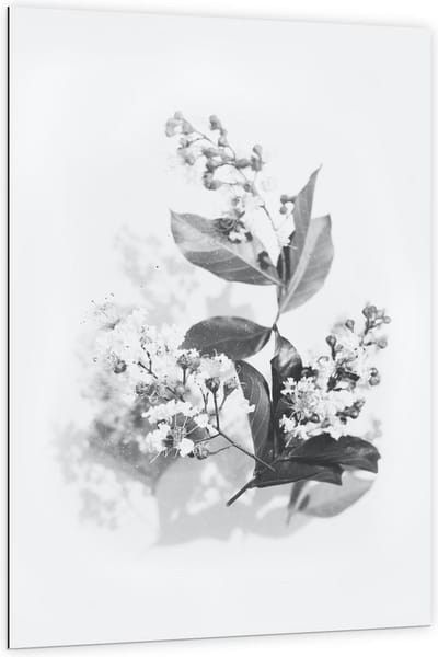 Dibond - Zwart Wit Foto van bloemen  - 100x150cm Foto op Aluminium (Wanddecoratie van metaal)