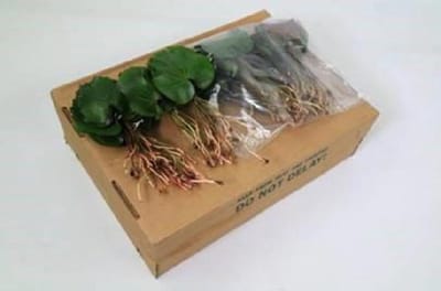 5x Sg galax urceolata s