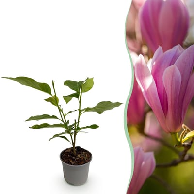 Green boutiQ - Tuinplant - Magnolia Heaven Scent - Bloem Roze - 1 Plant - Bladverliezend - Weinig Onderhoud - Pot 12cm Hoogte 30cm