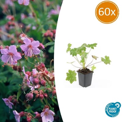 60 Stuks Ooievaarsbek macrorrhizum Ingwersen Variety, Tuinplanten met licht Rose Bloemen,Winterharde planten, Tuinplanten, Geranium - 10-25cm - Ø9cm