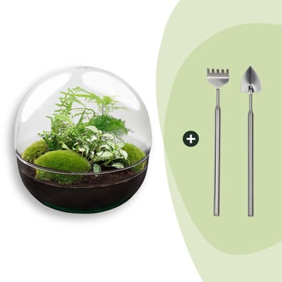 Terrarium - Dome XL - ↑ 30 cm - Ecosysteem plant - Kamerplanten - DIY planten terrarium - Mini ecosysteem + Hark + Schep