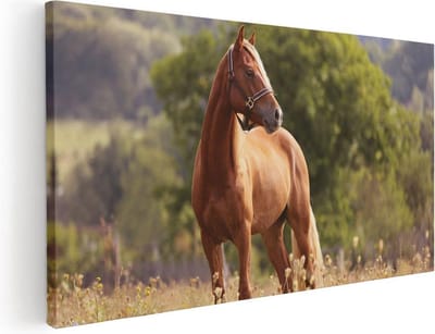 Artaza Canvas Schilderij Paard - 40x20 cm - Klein - Wanddecoratie Weiland - Muurdecoratie Dieren - Schilderijen Op Canvas