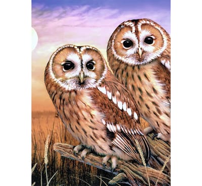 Schilderen op nummer - Paint by numbers - Dieren - Uilen 22x30cm - Schilderen op nummer volwassenen - Paint by numbers volwassenen