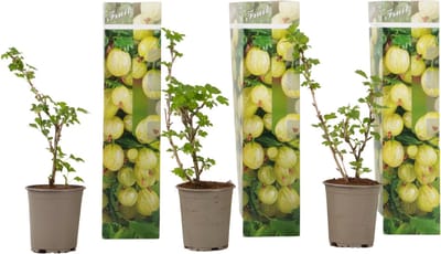 Plant in a Box - Kruisbes - Set van 3 - Ribes uva- crispa - Hoogte 25-40cm - ⌀9cm