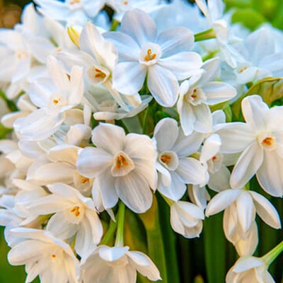 Narcissen Bloembollen Winterhard - Paperwhiter - 25 stuks - Wit - Bloem Bollen Mix - Paasbloemen Meerjarig