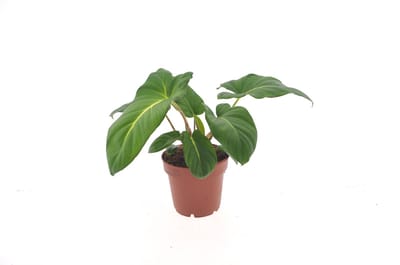 Adelonema Crinipes | 30cm