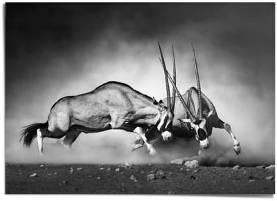 XXL Poster Gemsbok - 100 x 140 - Papier - REINDERS
