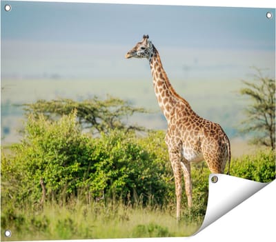 Gards Tuinposter Giraffe in het Wild tussen de Struiken - 80x60 cm - Tuindoek - Tuindecoratie - Wanddecoratie buiten - Tuinschilderij