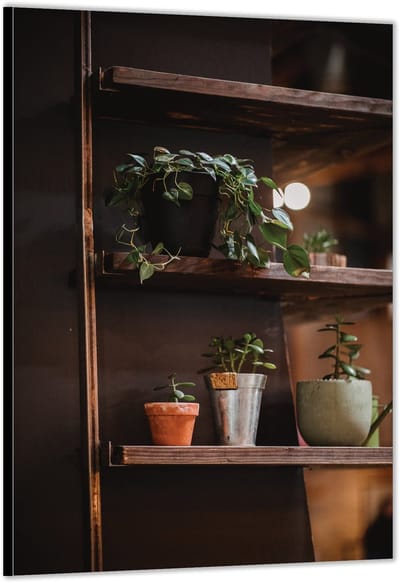 KuijsFotoprint - Schilderij - Plantenrek - Groen, Bruin En Grijs - 200 X 100 Cm