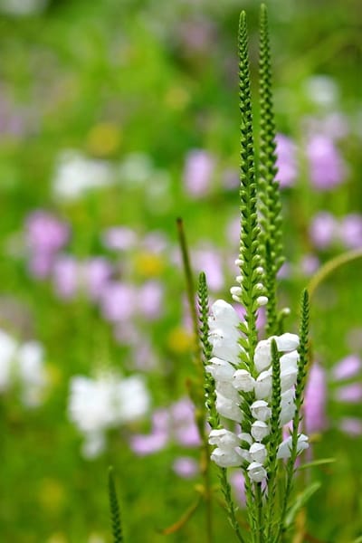 Scharnierbloem (Physostegia virginiana) - Alba - Snijbloemen - Vaste planten - bloeit in Juli / Augustus / September