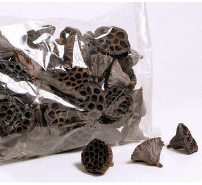 Lotus pod middel 7 cm doorsnede | natuurlijke lotuszaaddozen | 40 stuks per zak | decoratie voor terrarium of interieur 100% natuurlijk