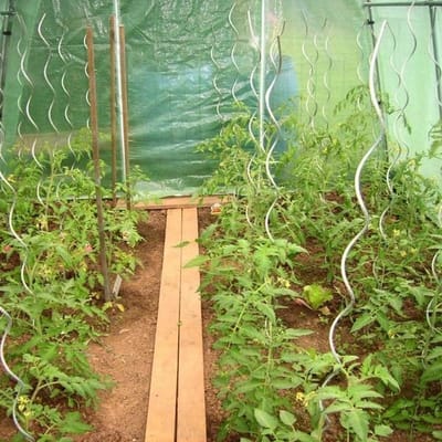 Famiflora tomatenspiraal 1M70 (170 cm) - set van 30 stuks - Gegalvaniseerde tomatenspiralen - 6.2mm dikte - Houdt zware tomatentrossen overeind