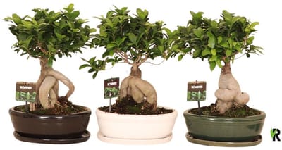 Ficus Microcarpa Ginseng in witte keramiek ovaal schaal met schotel 40 cm – Kamerplant – Vers Van De Kweker – Potmaat Ø30 cm