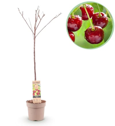 Green boutiQ - Fruitboom - Prunus avium Regina - Kersenboom - Winterhard - Donker Rode Bes - 1 Plant - Pot 21cm - Hoogte 90cm