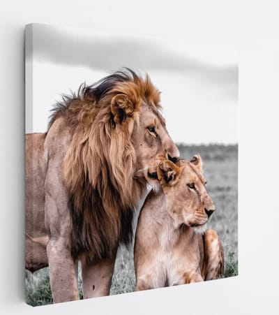 Saammp Canvas Schilderij - 2 Leeuwen - Liefdevol - Dieren - Natuur - 20x20 - Foto op canvas - Wanddecoratie - Muurdecoratie Woonkamer - Slaapkamer decoratie - Canvas Print