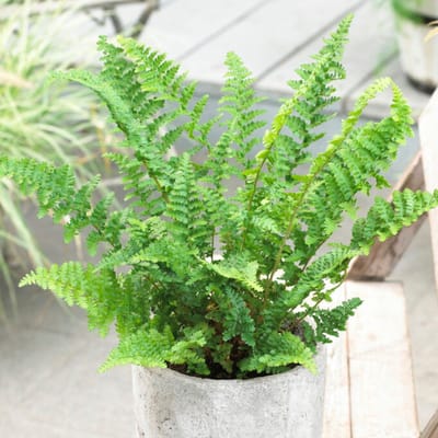 Wijfjesvaren (Athyrium Filix-Femina) - - Vaste planten - Groenblijvend